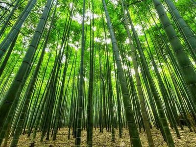 How does your business compete? Wide angle picture of dense bamboo grove