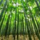 How does your business compete? Wide angle picture of dense bamboo grove