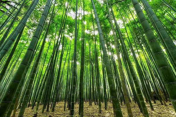 How does your business compete? Wide angle picture of dense bamboo grove