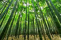 How-does-your-company-compete? Picture of bamboo grove