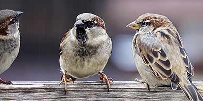 Social impact - social sparrows