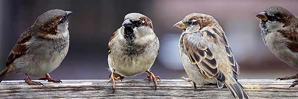 Social impact - social sparrows