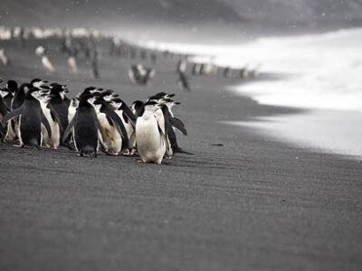Biodiversity-chinstrap-penguins-baily-head