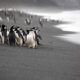 Biodiversity-chinstrap-penguins-baily-head