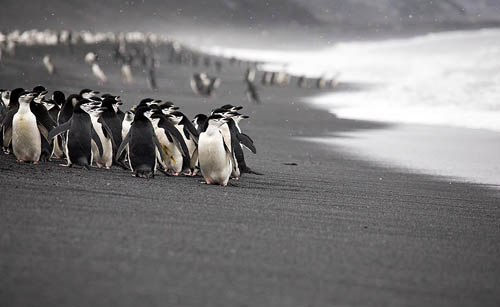 Biodiversity-chinstrap-penguins-baily-head