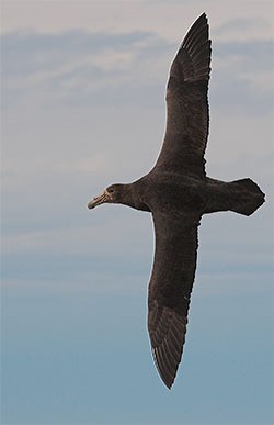 Skua