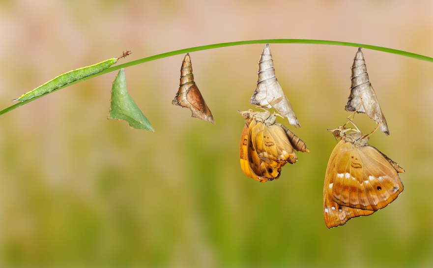 Just like that! - Life cycle of female black prince butterfly