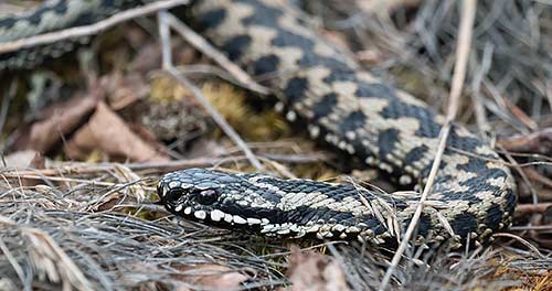 Biodiversity and business | Adder – Surrey heath © Dominic Tantram 2018