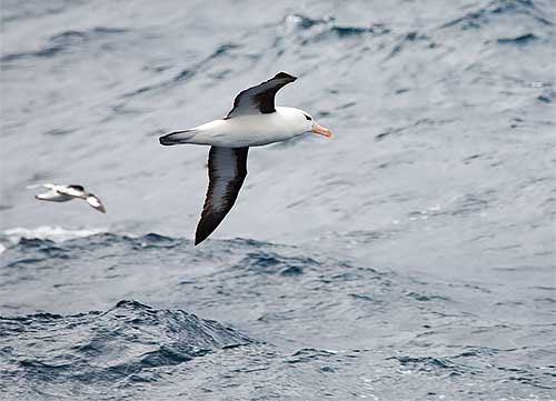 Biodiversity and business | Black Browed Albatross – South Atlantic © Dominic Tantram 2006