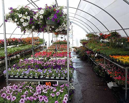 Biodiversity and business | Photo of racks of plants and flowers in poly tunnel