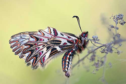 Biodiversity and business | Festoon butterfly - butterflies can be important pollinators