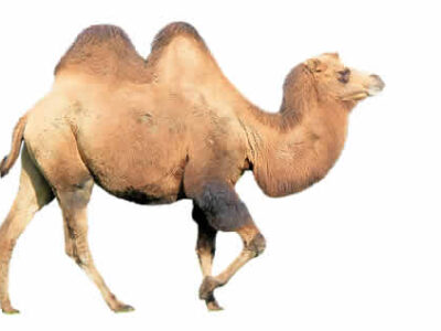 which-straw-broke-camels-back