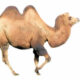 which-straw-broke-camels-back