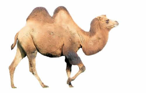 which-straw-broke-camels-back?