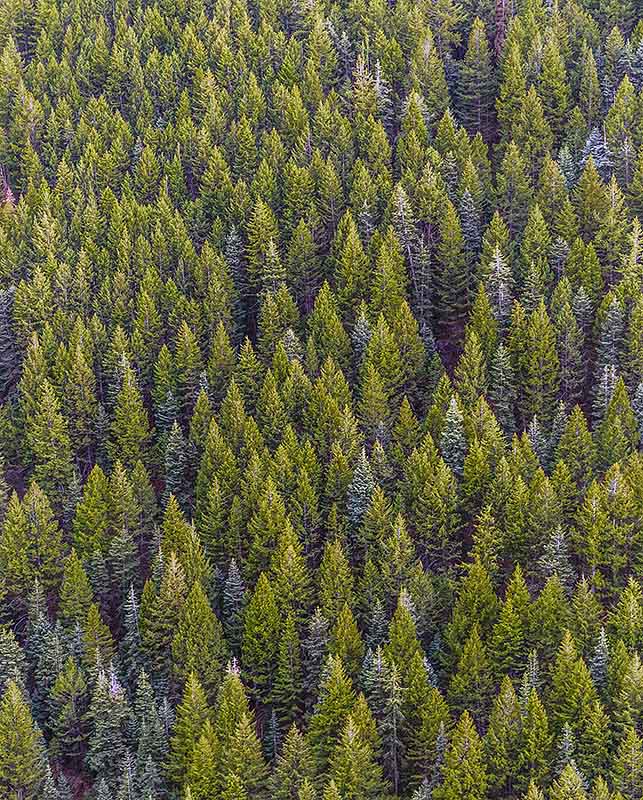 Sustainability reporting - can you see the wood for the trees?