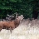 Biodiversity-Crisis-Red-Deer-Stag-Richmond-Park