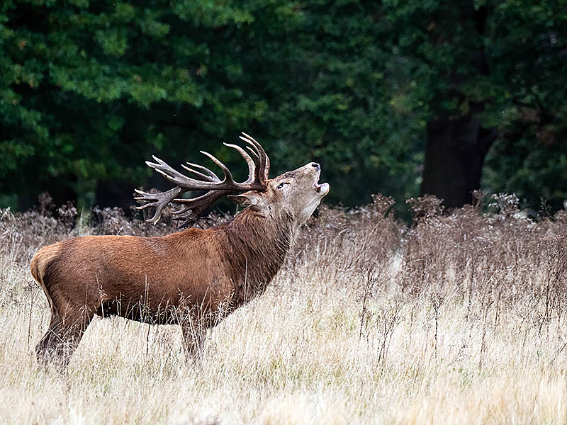 Biodiversity-Crisis-Red-Deer-Stag-Richmond-Park