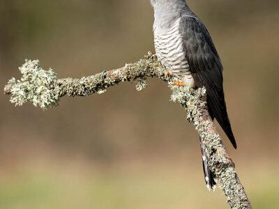 Parasite-to-Positive-Economy-Colin-Cuckoo