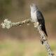 Parasite-to-Positive-Economy-Colin-Cuckoo