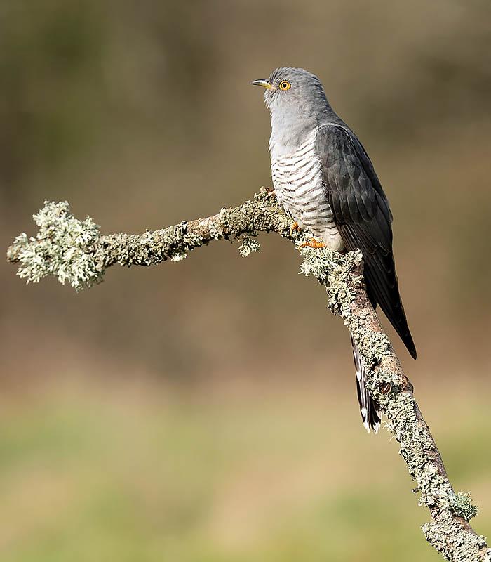 Parasite-to-Positive-Economy-Colin-Cuckoo