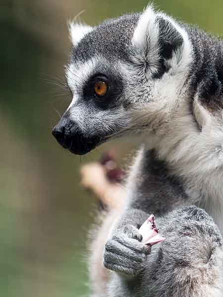 Biodiversity challenges - photo portrait of a Lemur