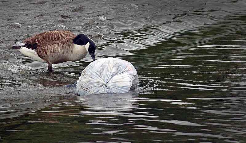 Plastics challenges - Photo of Canada Goose standing in water with beak touching a plastic bag of rubbish.