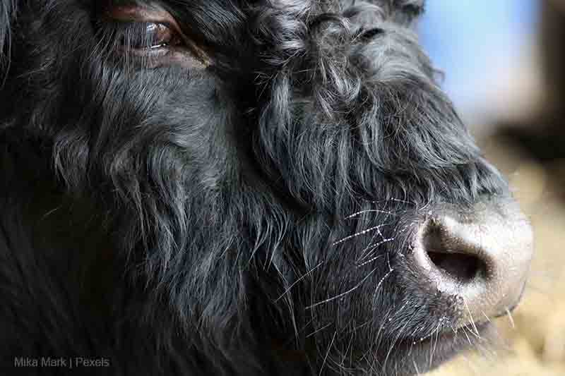 Cow powered? Close up photo of cow's face