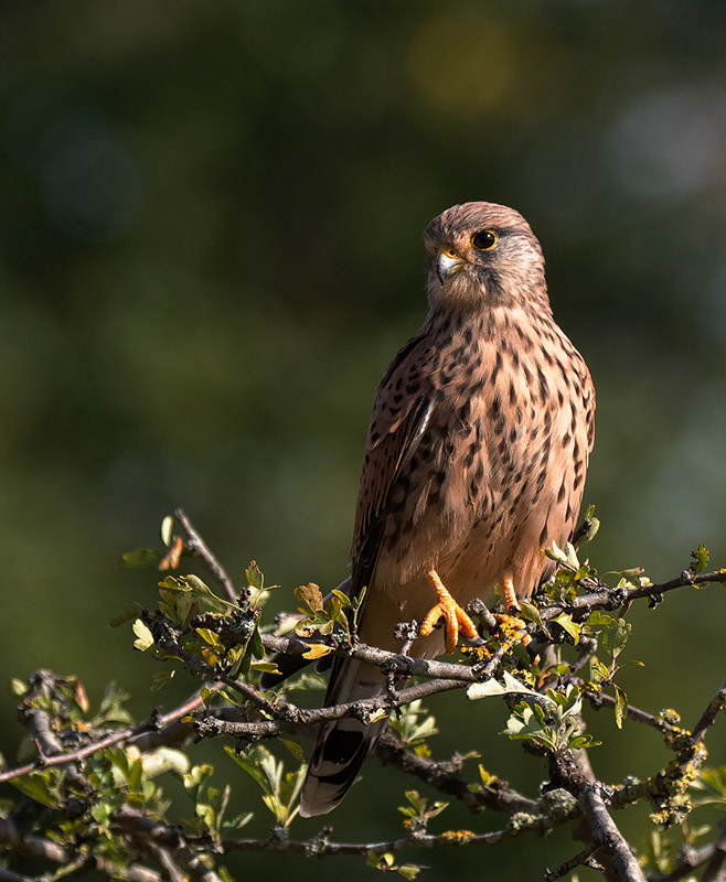 Keeping-eye-on-whats-important - Photo of a kestrel (hawk) sitting in hawthorn bush looking intently across the frame