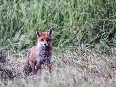 Reputational Risk - stylised photo of fox - an animal with a mixed reputation!