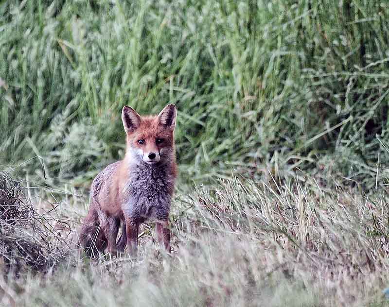 Reputational Risk - stylised photo of fox - an animal with a mixed reputation!