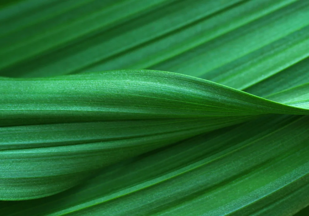 Extreme close-up of a twisting green plant.