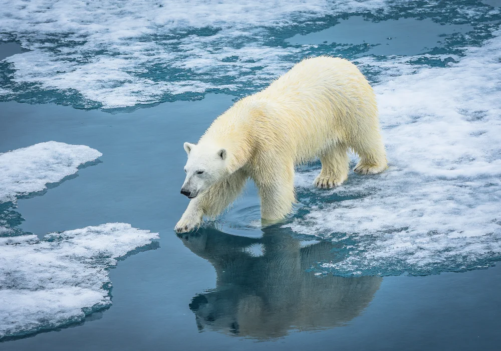 A polar bear walking through melting ice floes.
