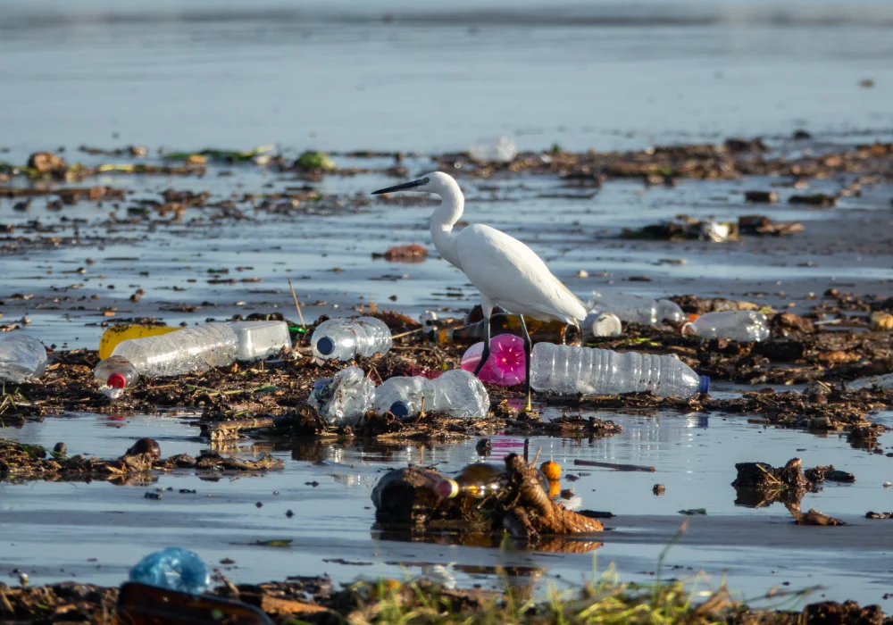 An egret bird wandering on a beach littered with empty plastic bottles.